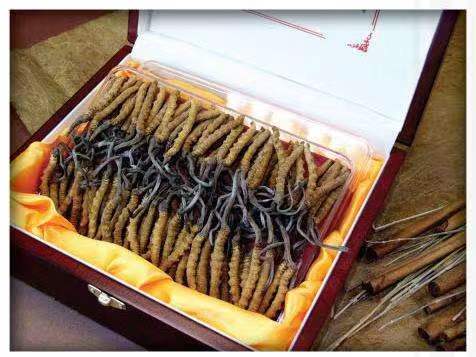 尧都冬虫夏草回收